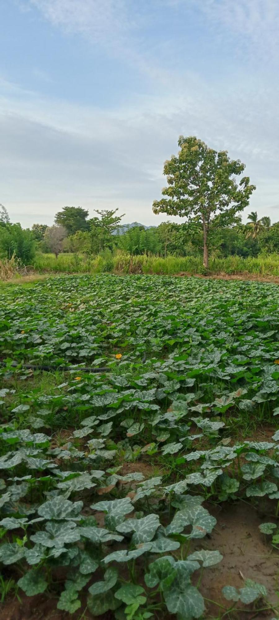 Gimhana Homestay 锡吉里亚 外观 照片