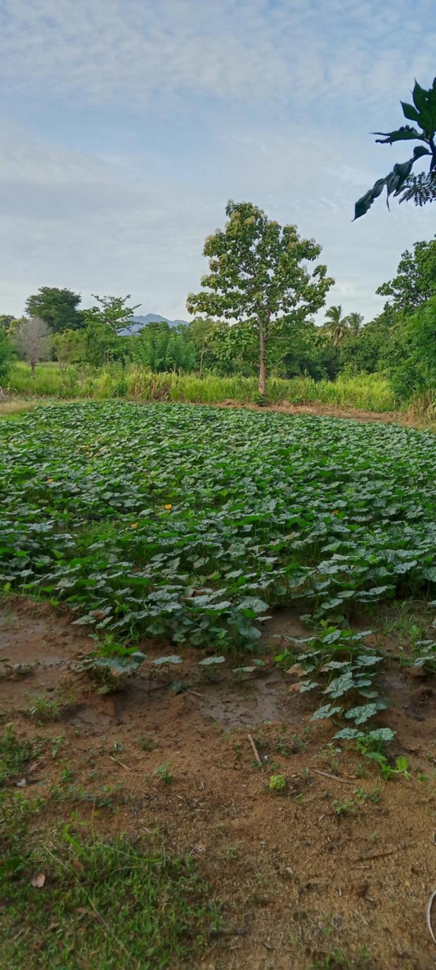 Gimhana Homestay 锡吉里亚 外观 照片