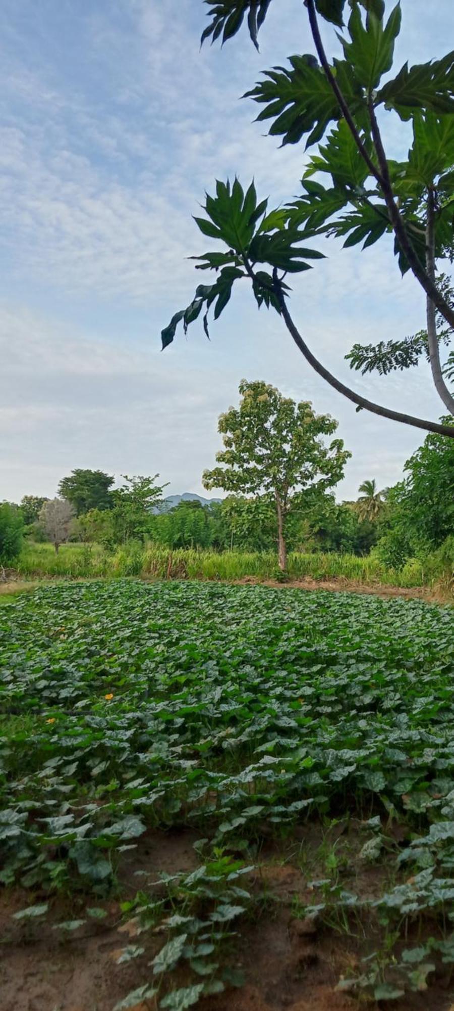 Gimhana Homestay 锡吉里亚 外观 照片